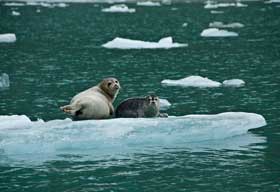 Seals on Glacier