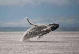 Breaching Whale