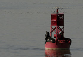 Seals Lounging on a Bouy