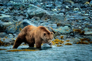 Bear in Water