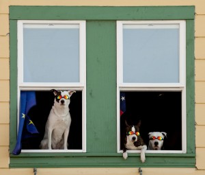 Ketchikan Cool Dogs