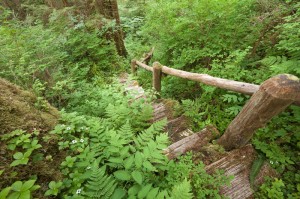 Forest Stairs