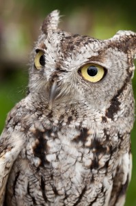 Western Screech Owl