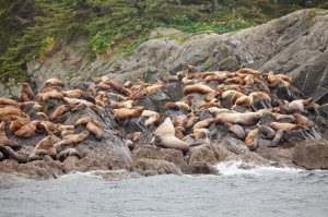 Stellar Sea Lions