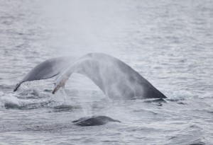 Whale Spouts