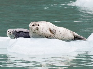 Harbor Seal and Pup