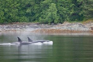 Orcas