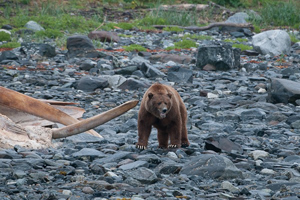 Bear at Whale Carcass