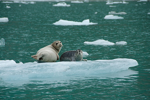 Mother and Pup Harbor Seals