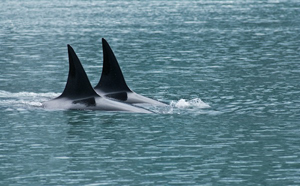 Pair of Orcas