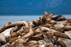 Stellars Sea Lions