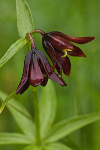 Chocolate Lily