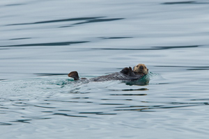 Sea Otter