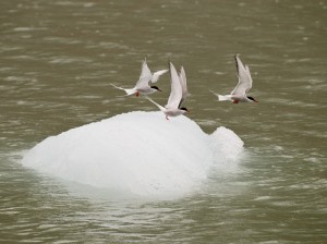 Artic Terns