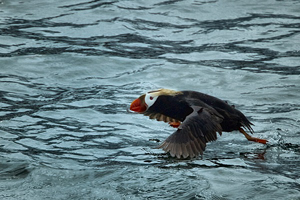 Puffin at Marble Islands