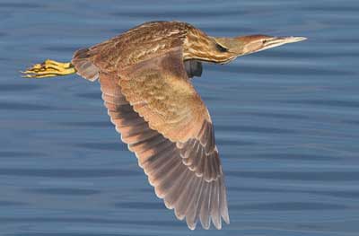 Bird In Flight by David Wimpfheimer