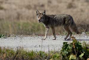 Coyote by David Wimpfheimer